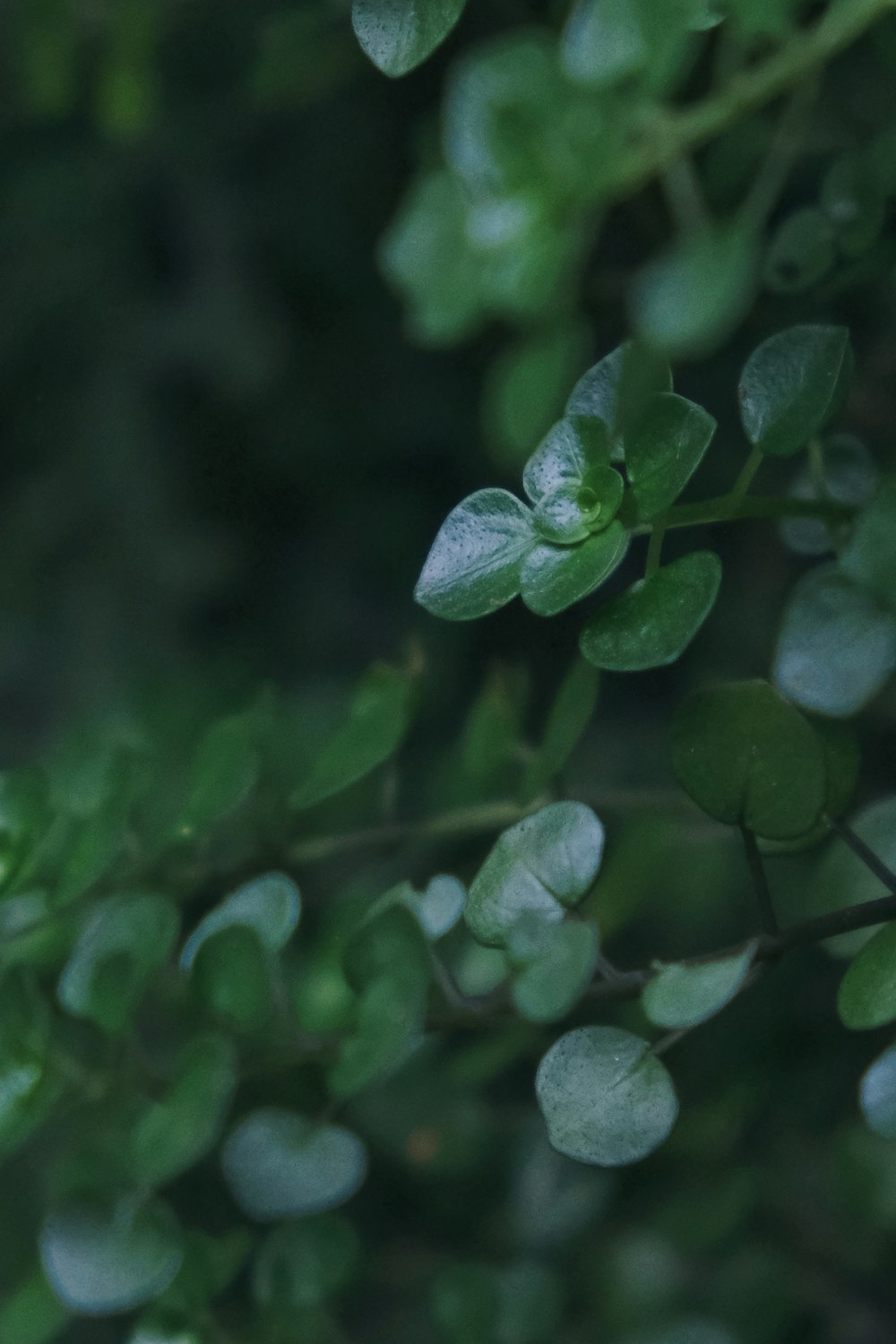 a close up of a green plant with leaves