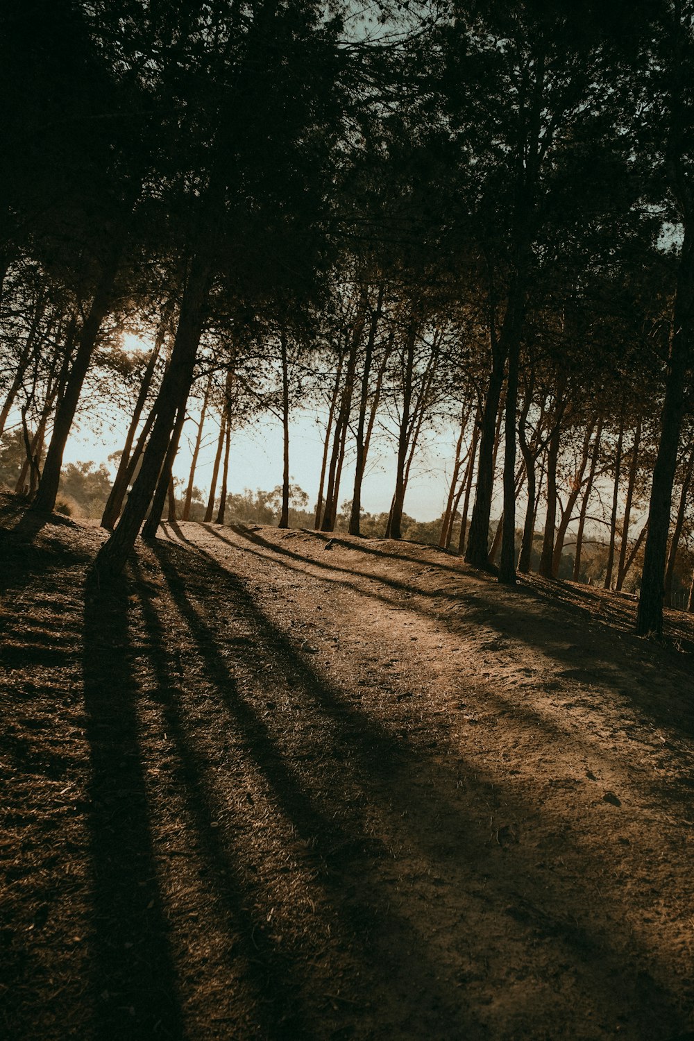 the sun is shining through the trees in the forest