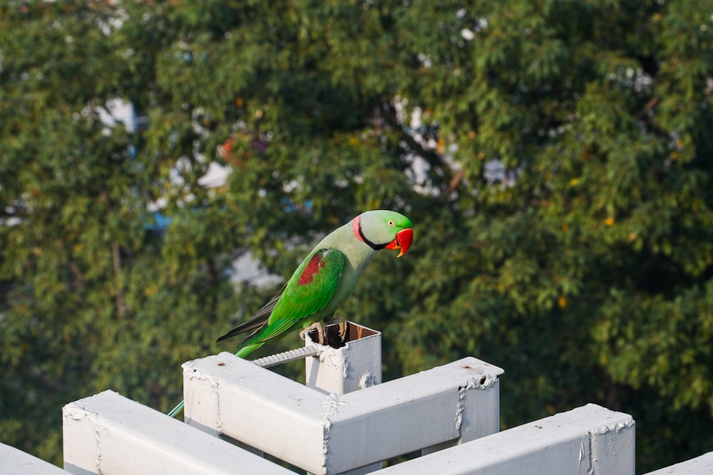 a green and red bird sitting on top of a white fence