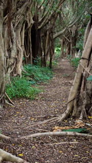 A scenic trail winding through dense woods, inviting exploration and discovery.