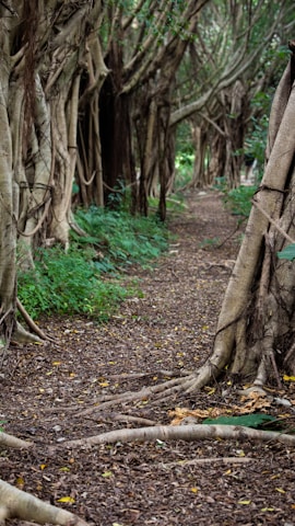 A scenic trail winding through dense forest, inviting for a quiet hike.