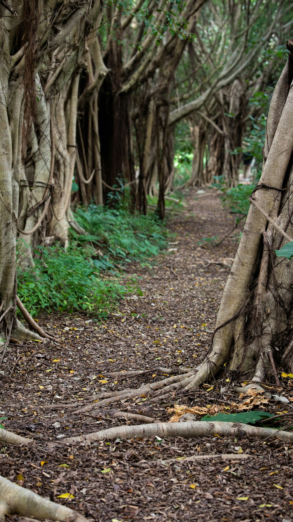 a path in the woods with many trees