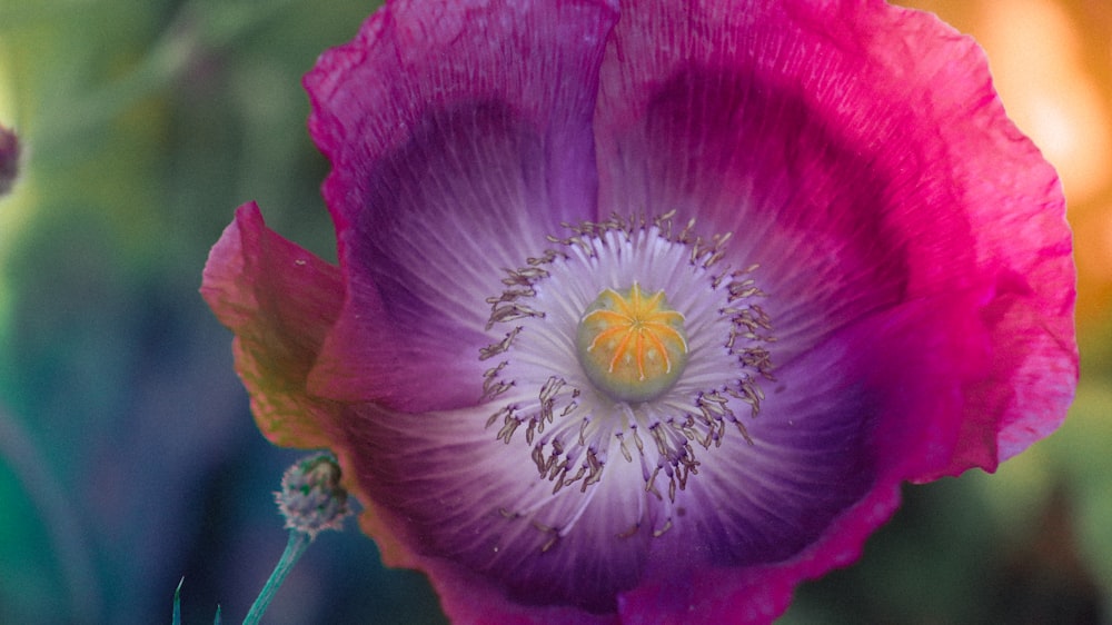 a close up of a flower with a blurry background