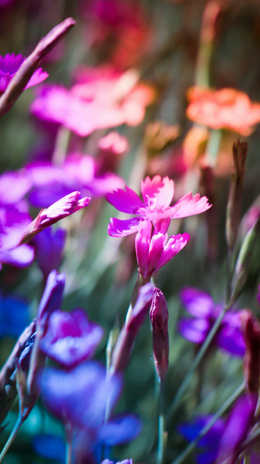 a bunch of flowers that are in the grass