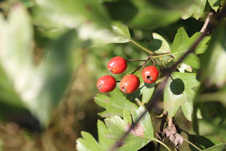 Golden camu camu berries hanging on lush Amazonian branches under soft sunlight.