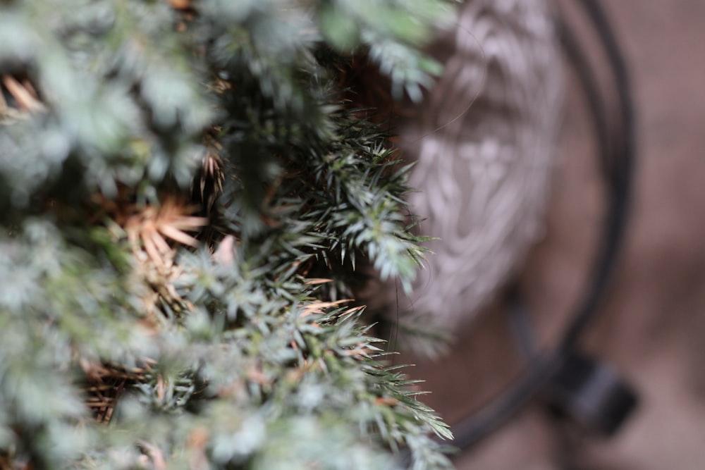 a close up of a pine tree branch