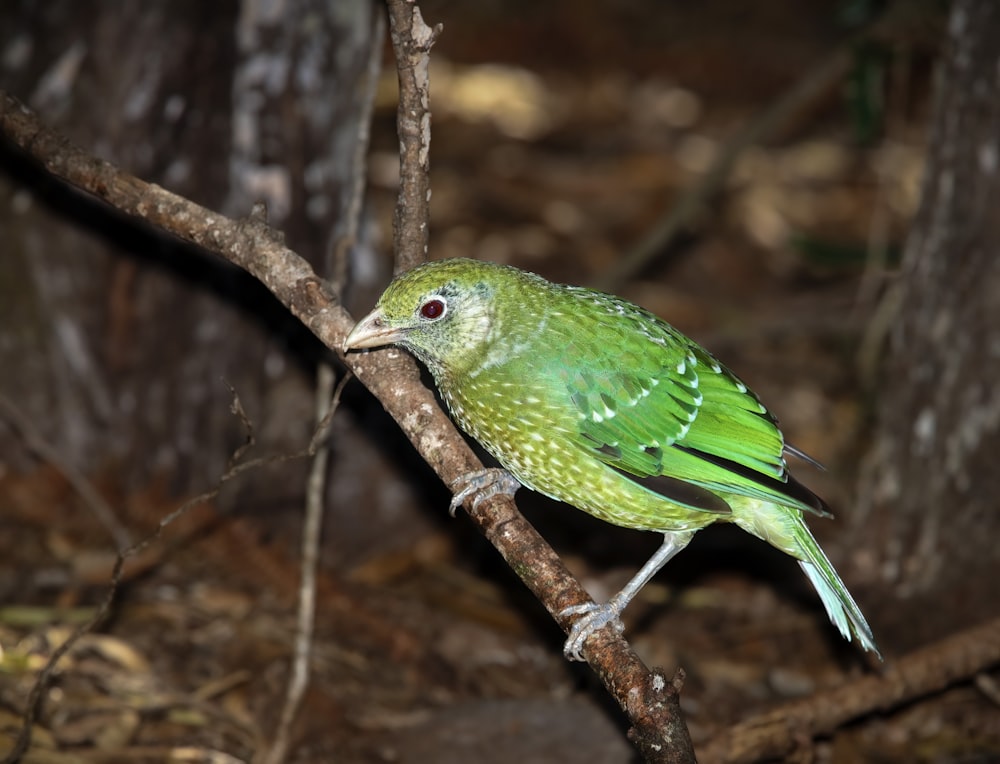 a green bird perched on a branch in the woods