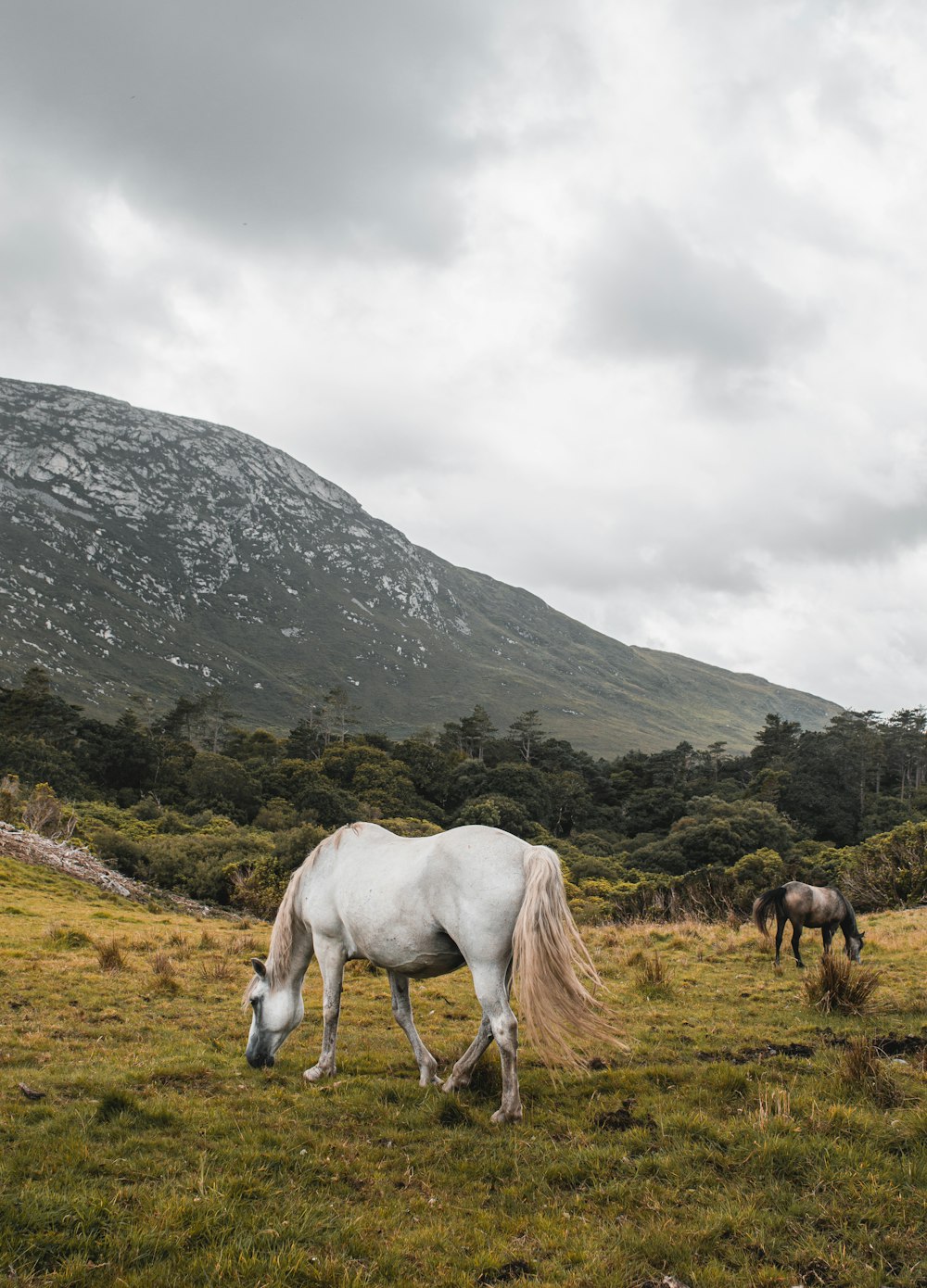 a white horse grazing in a field with mountains in the background