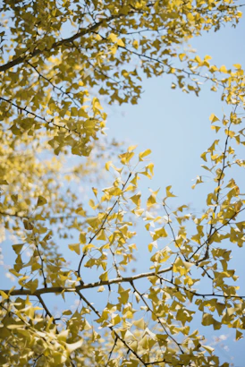 a tree branch with yellow leaves against a blue sky