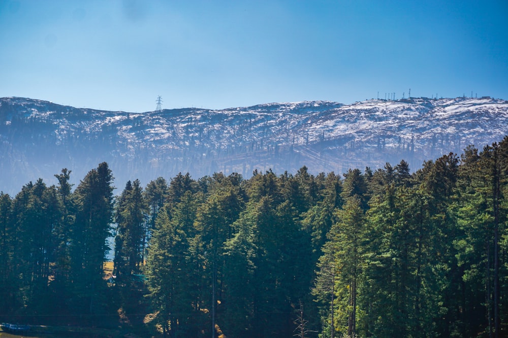 a view of a mountain with trees in the foreground