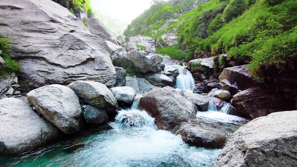 a stream running through a lush green forest