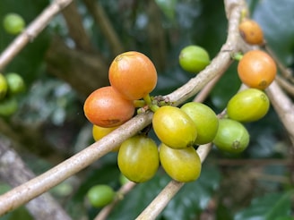 Clusters of small, round berries with a mix of orange and green hues hang from thin, woody branches. The background is lush and green, suggesting a natural outdoor setting.
