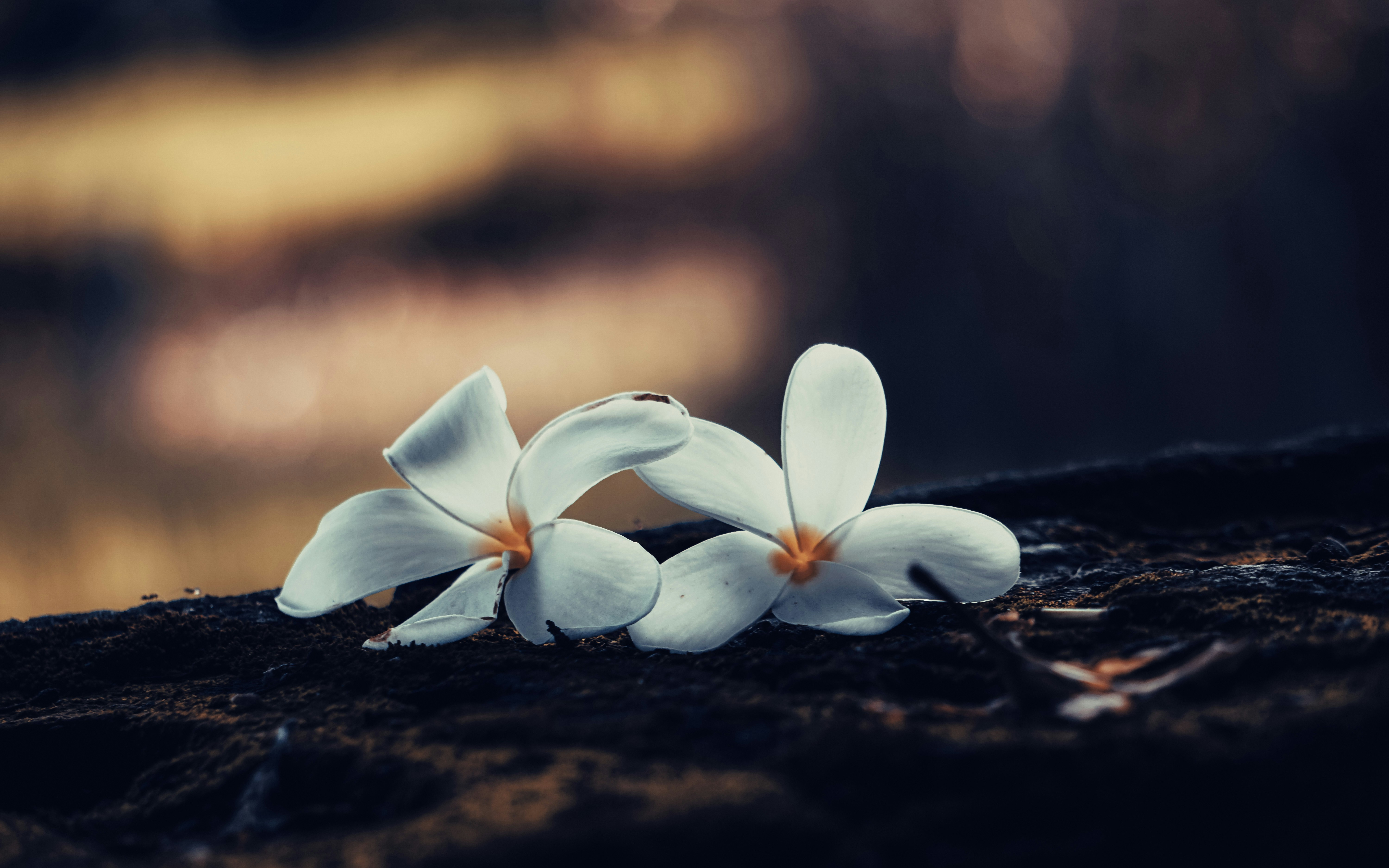 Photo by mrnobody91239