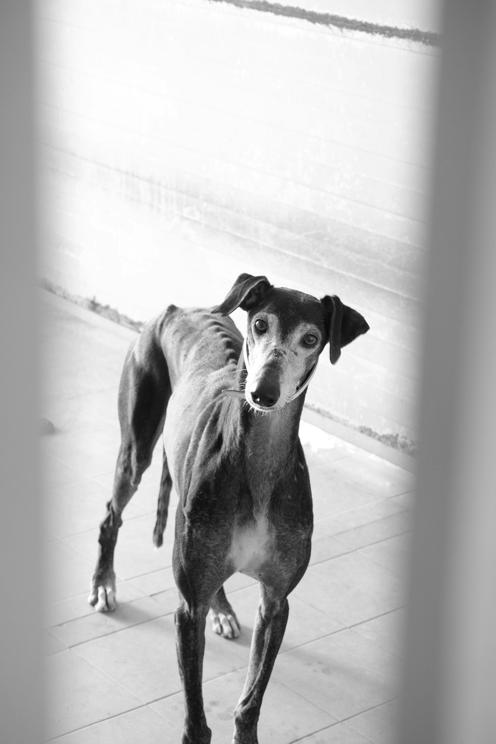 a black and white photo of a dog on a sidewalk