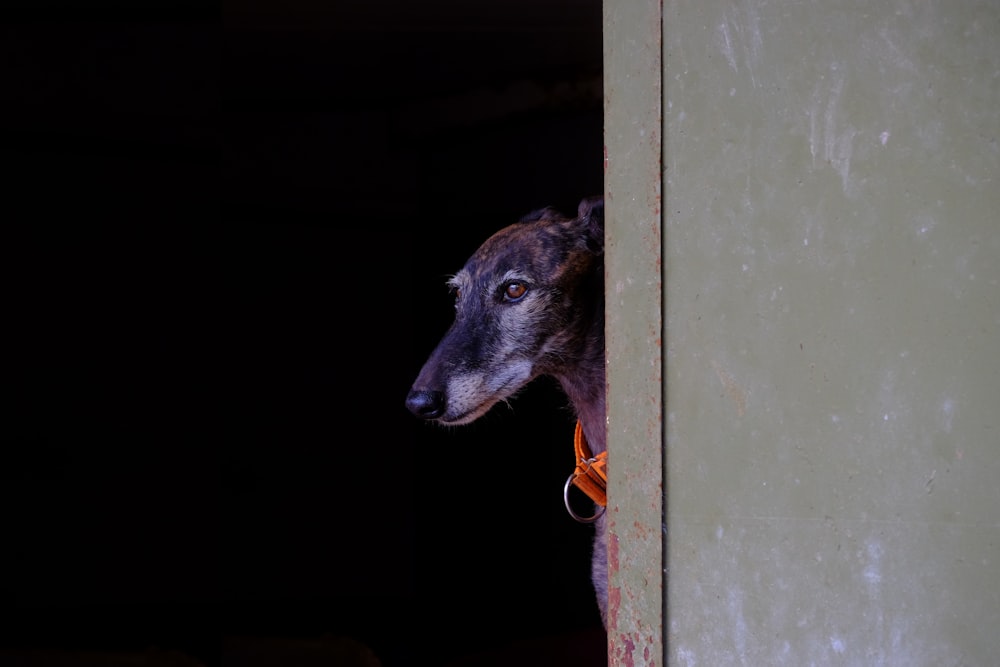 a dog with a collar looking out of a doorway