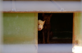 Two dogs are inside a dimly lit shelter. One dog is partially visible with light-colored fur peeking out from the entrance, while the other dog with darker fur is sitting further back in the shadows.