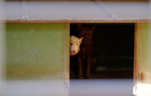 Two dogs are inside a dimly lit shelter. One dog is partially visible with light-colored fur peeking out from the entrance, while the other dog with darker fur is sitting further back in the shadows.
