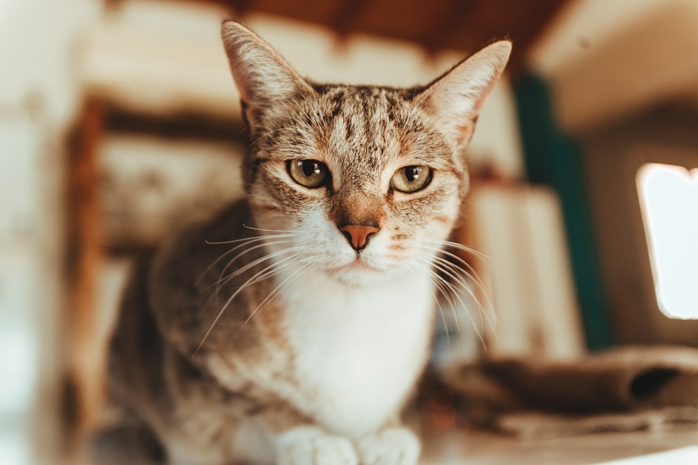 a close up of a cat on a table