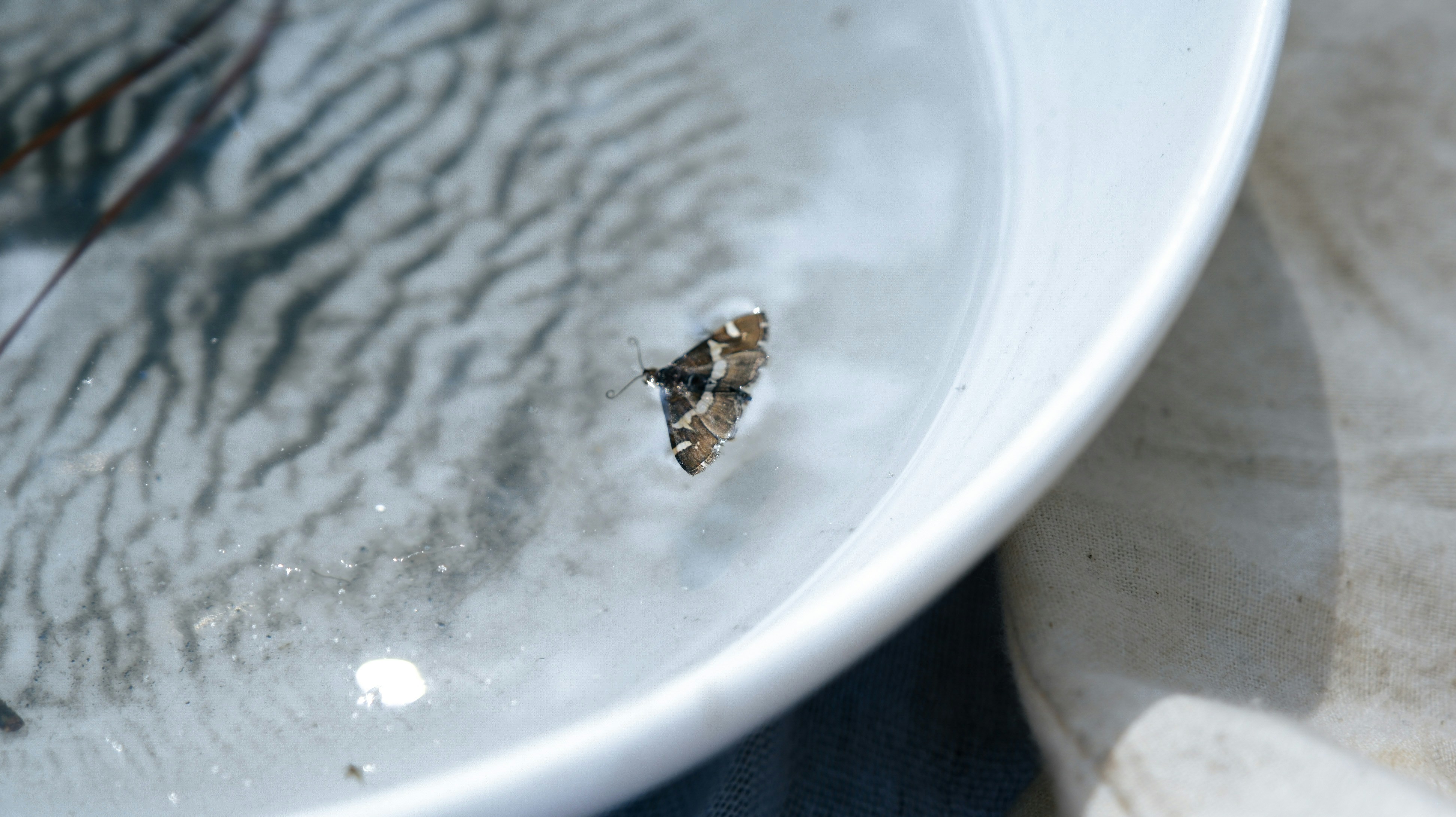 Butterfly Bay photo 3