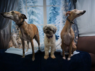 Three playful dogs lounging by the fireplace, surrounded by organized shelves and seasonal decor.
