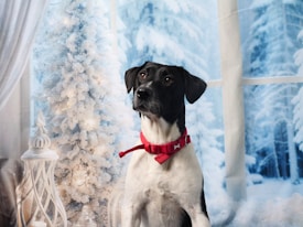 A black and white dog wearing a red collar sits in front of a frosted window with a snowy forest scene outside. A white decorative Christmas tree is on the left, adorned with small lights. There is also a white ornate lantern visible to the left of the dog.