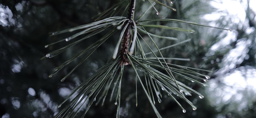 水滴が落ちた松の木の枝