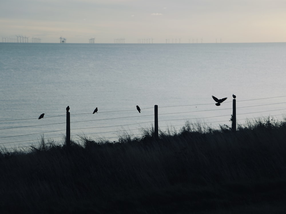 a flock of birds sitting on top of a fence