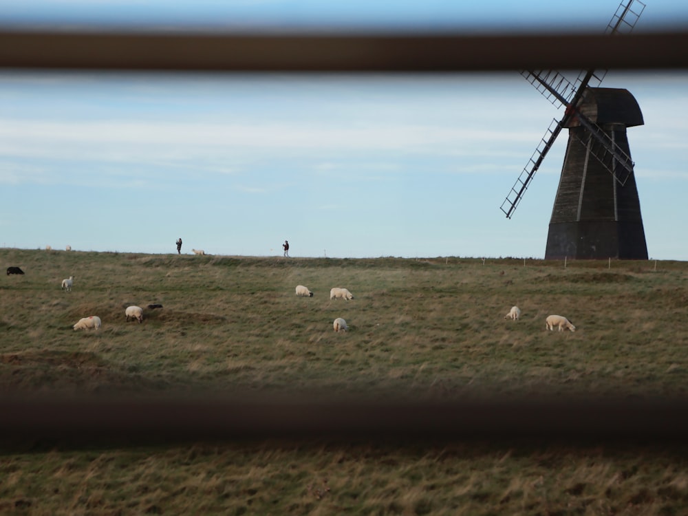 a herd of sheep grazing next to a windmill