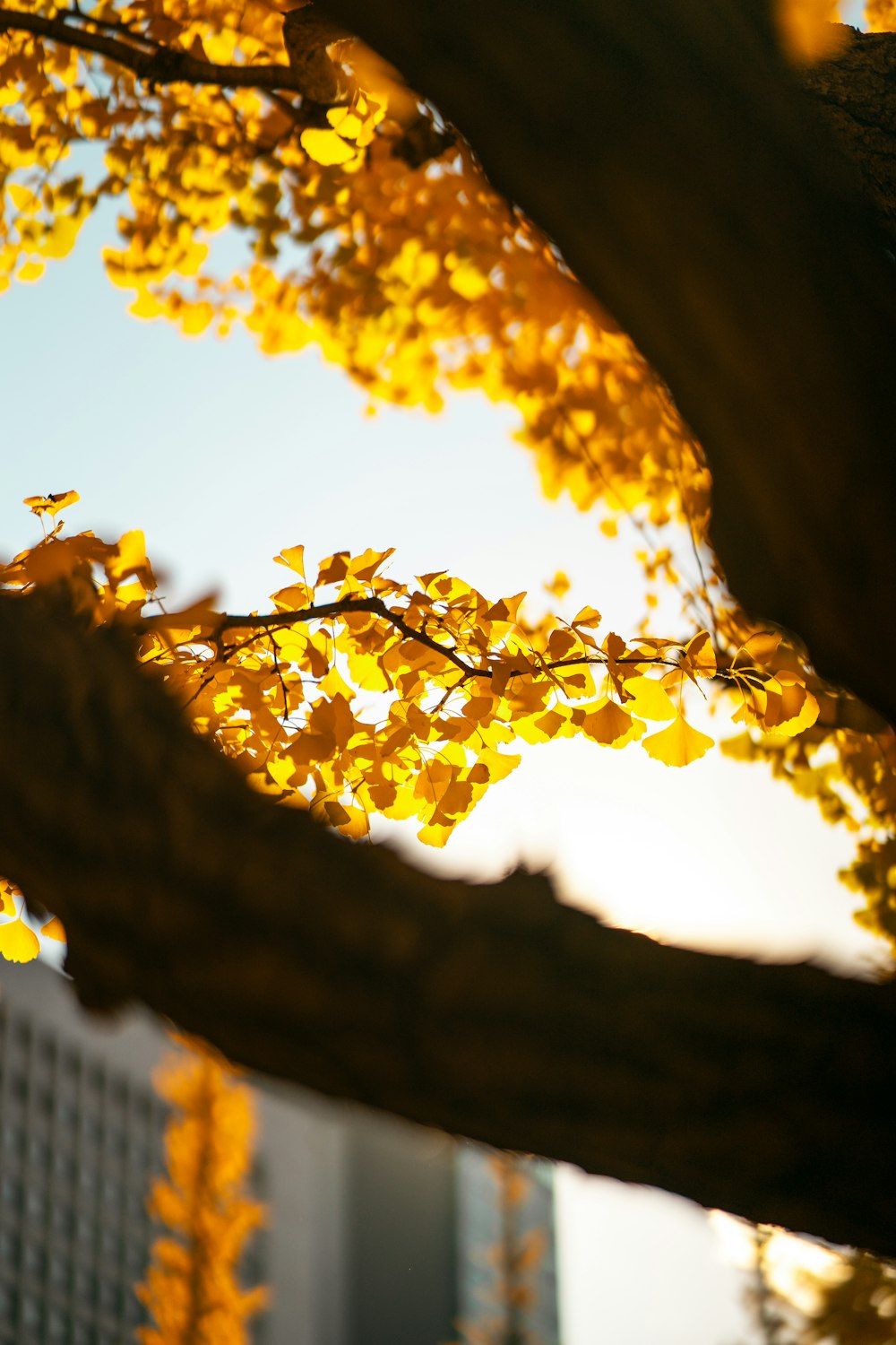 a close up of a tree with yellow leaves