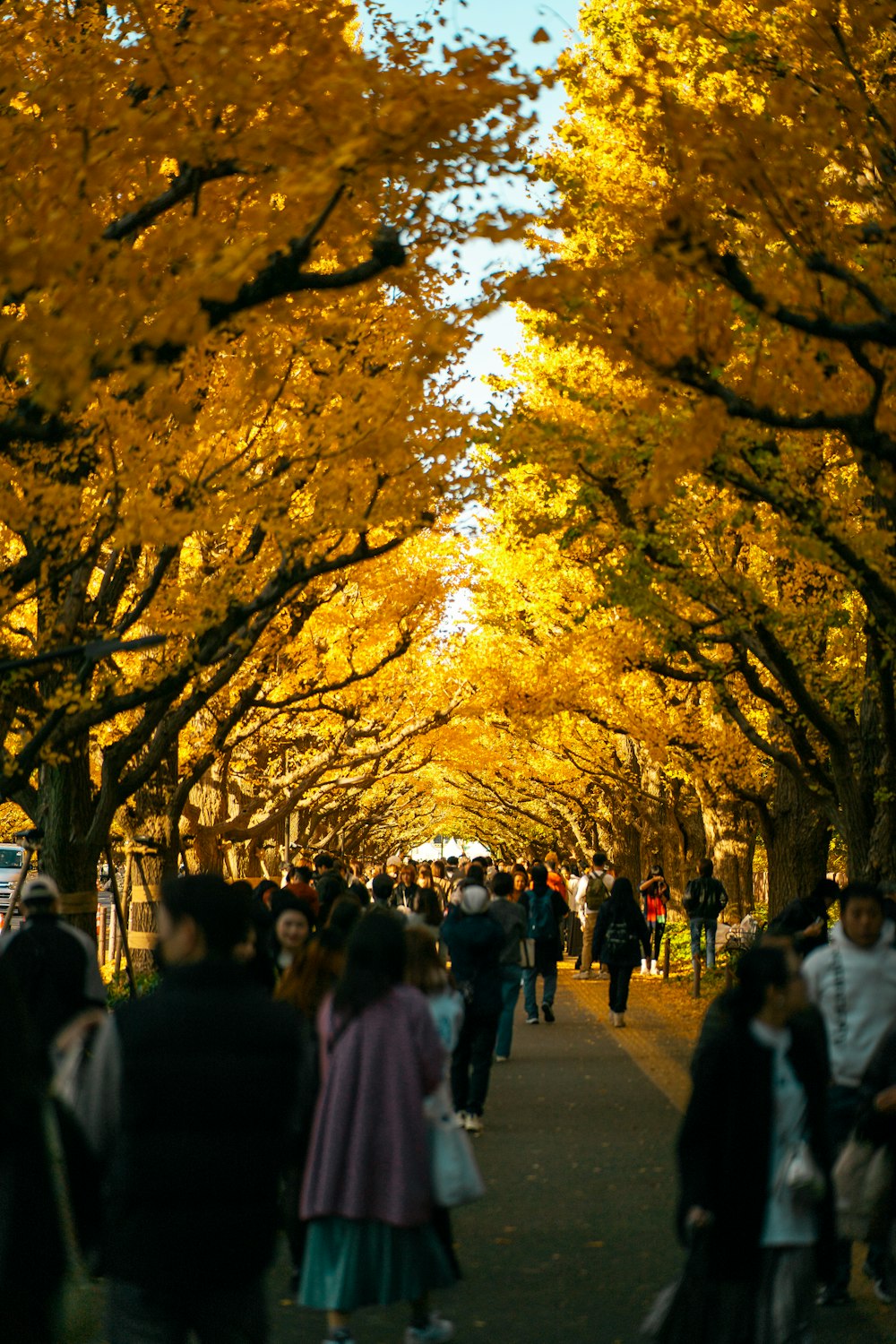 a group of people walking down a tree lined street