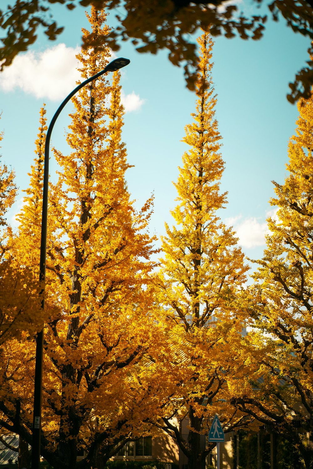 uma luz de rua em frente a uma fileira de árvores amarelas