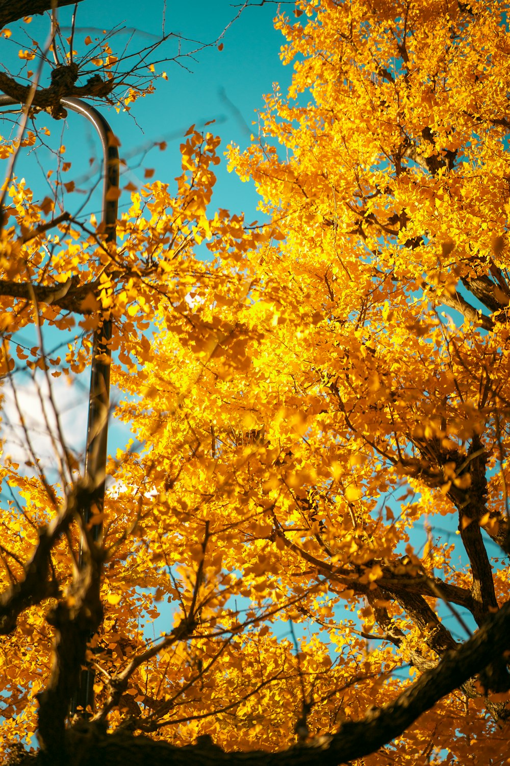 a tree with yellow leaves and a blue sky in the background