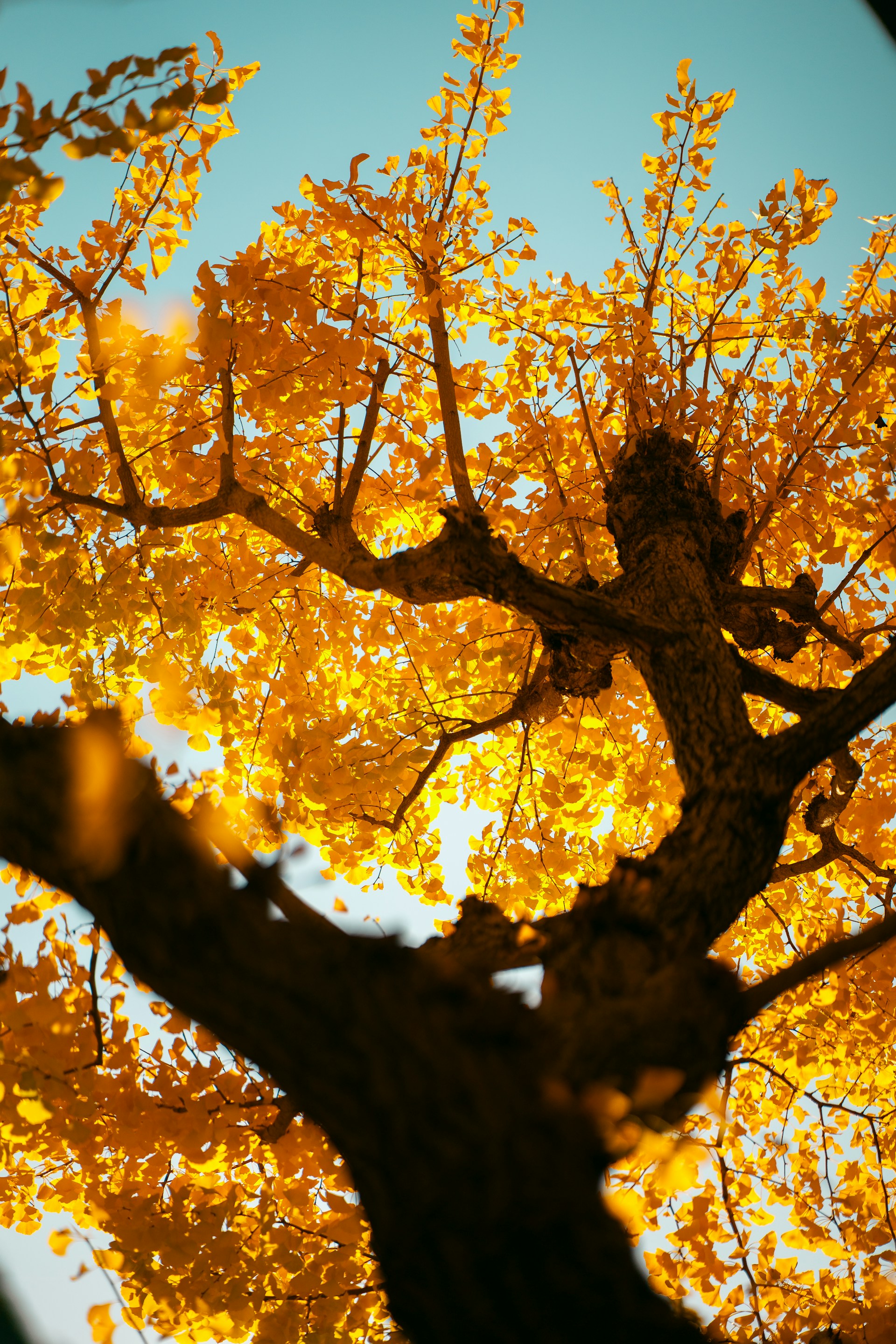 a tree with yellow leaves and a blue sky in the background