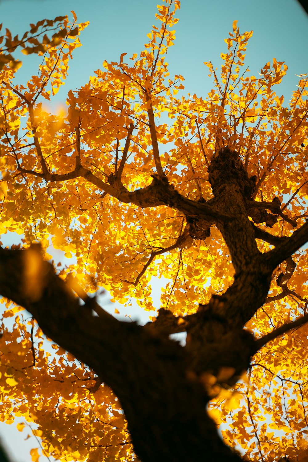 a tree with yellow leaves and a blue sky in the background