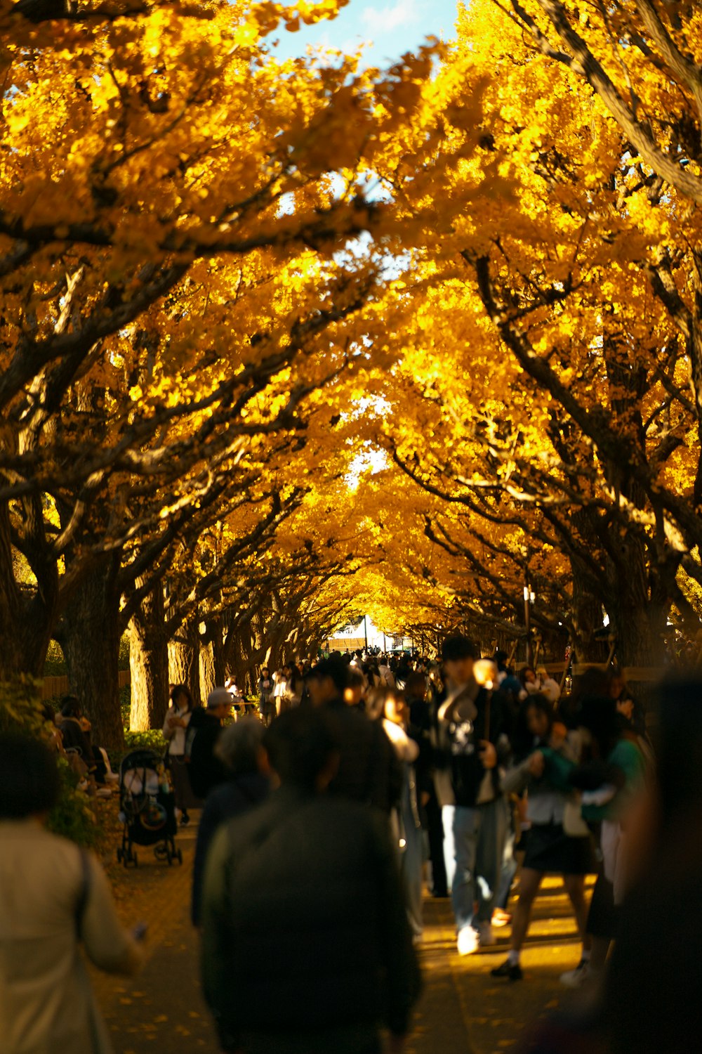 a group of people walking down a tree lined street