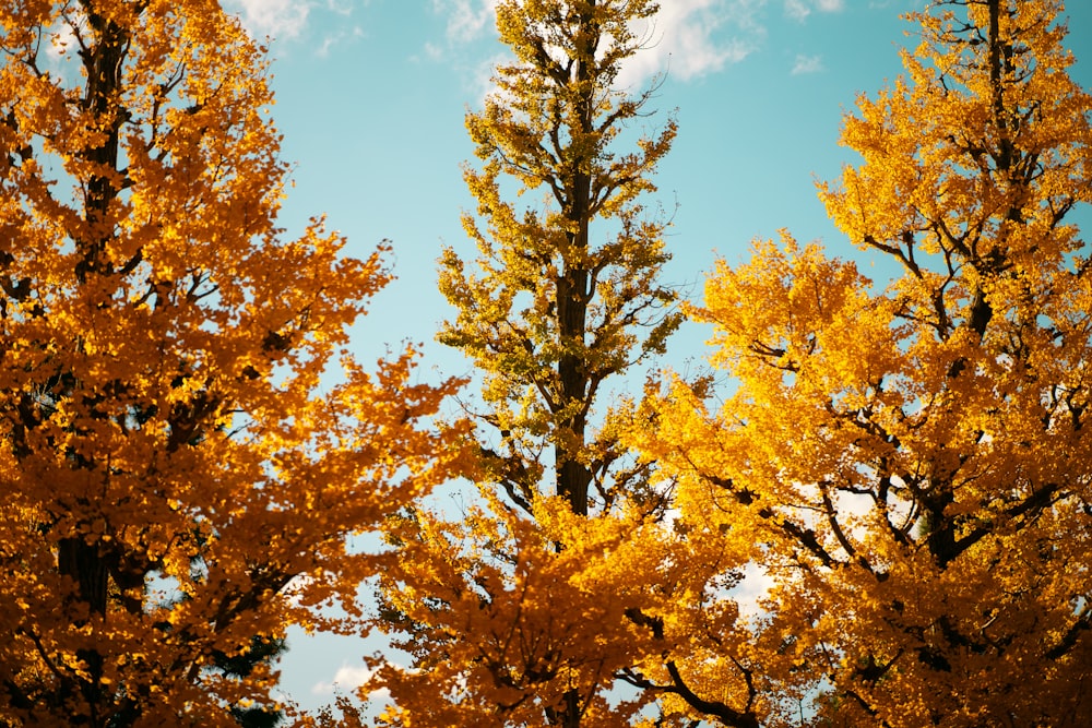 a group of trees with yellow leaves on them