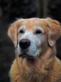 Close-up studio portrait of a golden retriever with a soft beige background, highlighting its shining eyes and gentle expression.