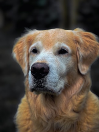 A close-up of a golden retriever with a gentle expression, highlighting its healthy coat.
