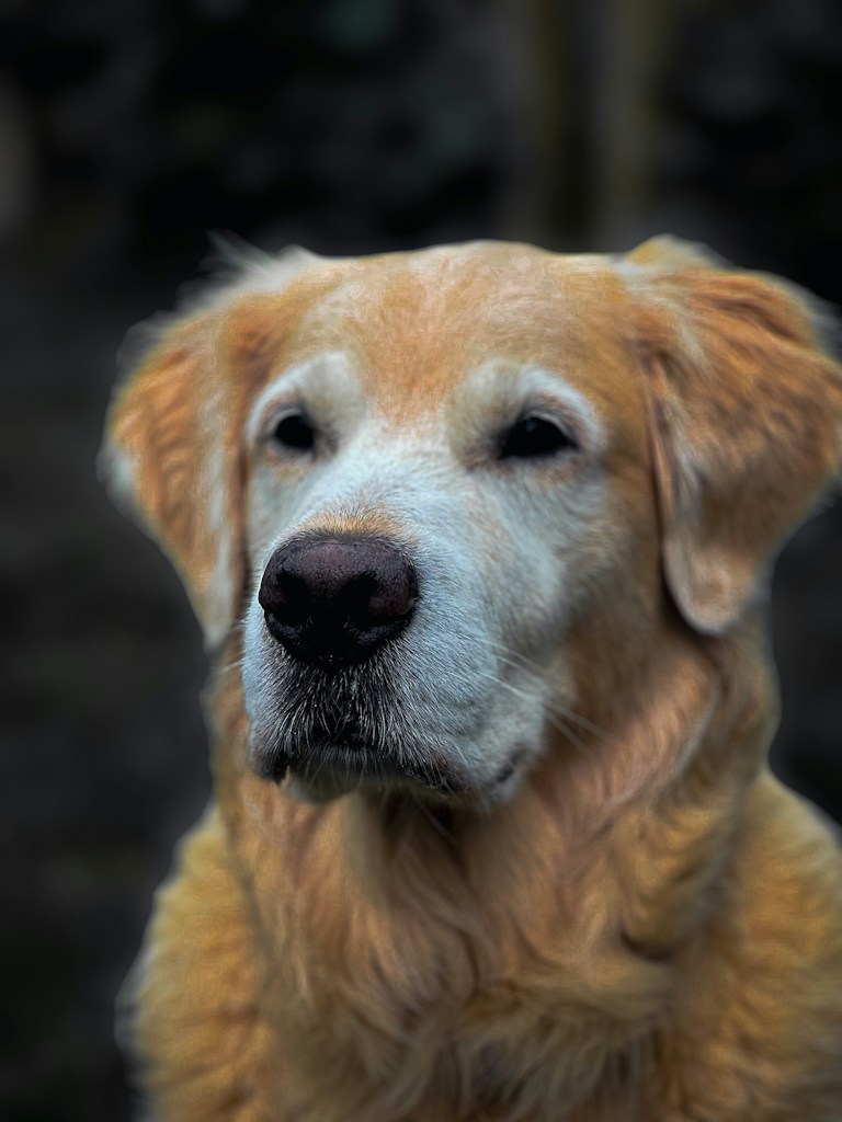 Golden Hour Companion