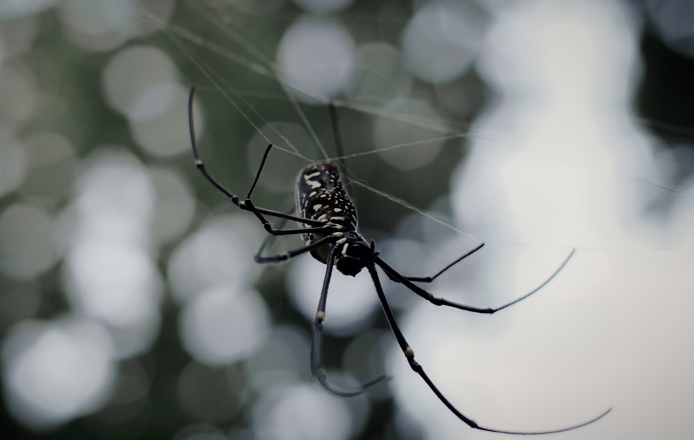 a black and white spider is on its web