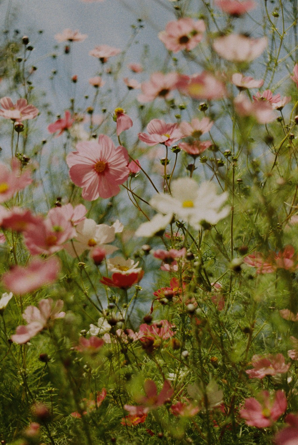 a field full of pink and white flowers