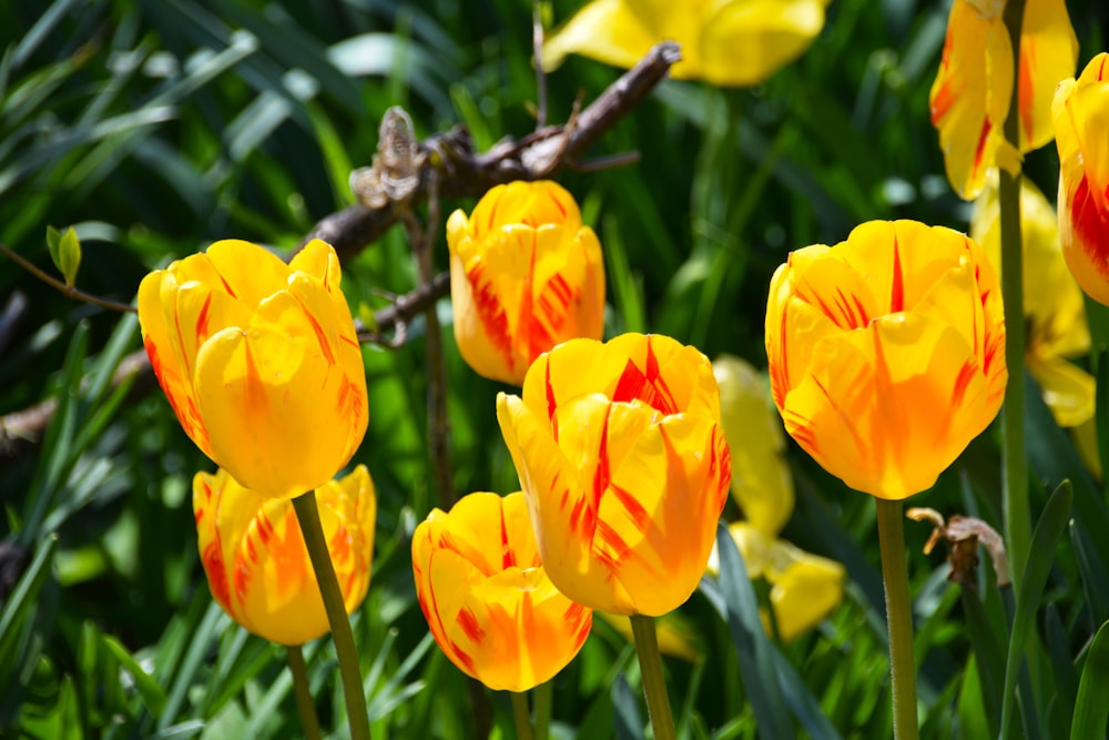 a bunch of yellow and red flowers in a field