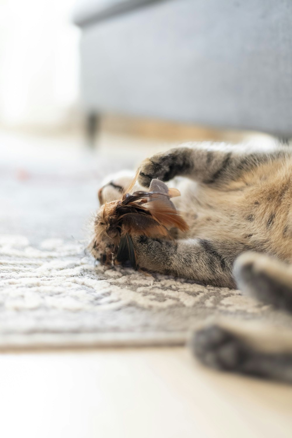 a cat laying on its back on a rug