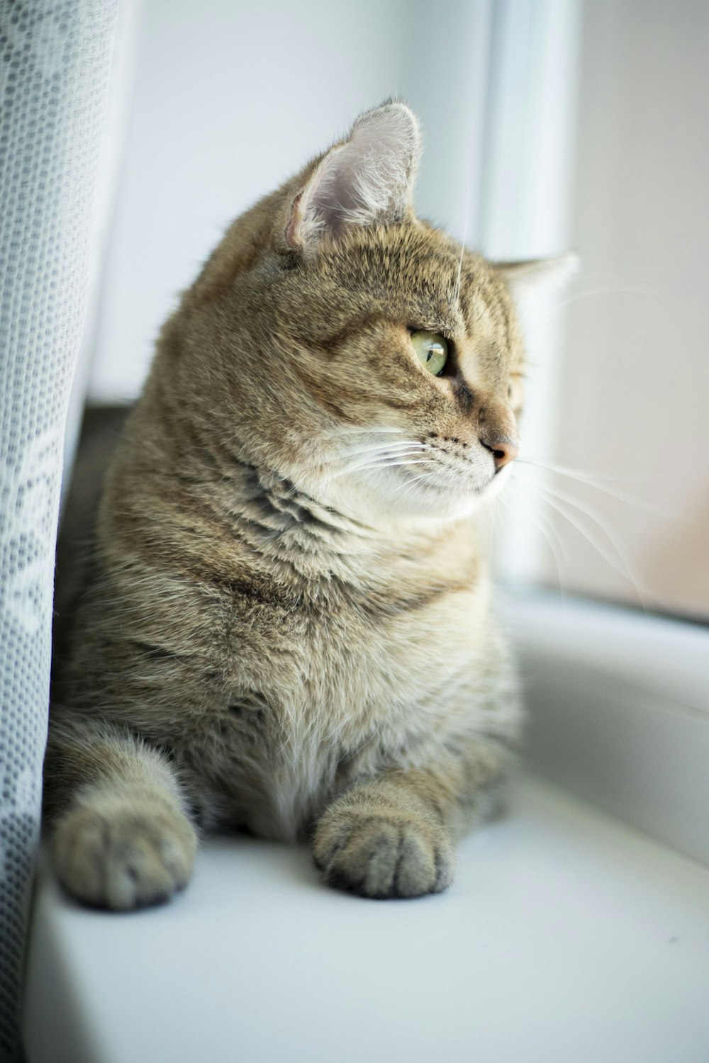 a cat sitting on a window sill looking out the window