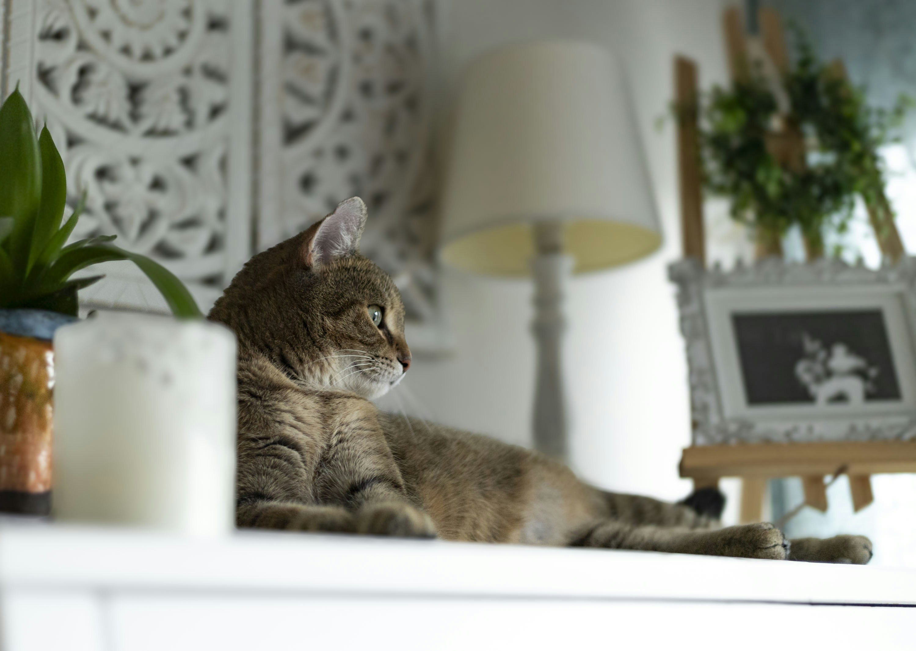 Kucing Bahagia, Lingkungan Sehat
