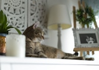 Chat allongé sur un canapé blanc dans un intérieur calme, décoré de plantes, bougie
