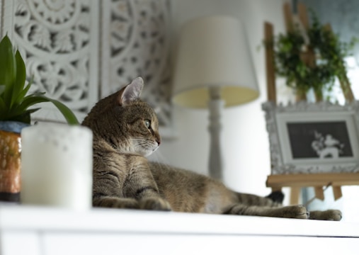 A modern cat litter box in a stylish home setting.