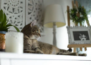 Close-up of the smooth, clean surface of the smaller kittytime litter box in a modern living room.