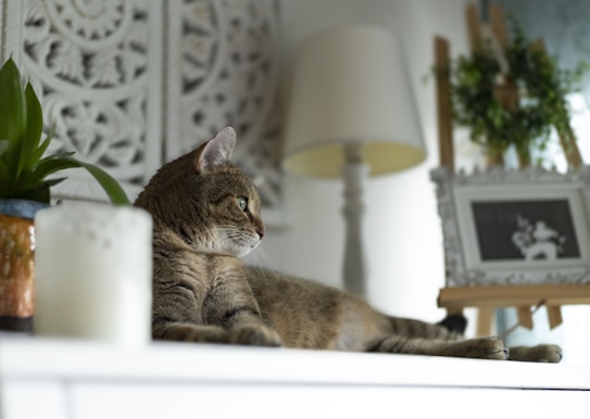 A cat lounges on a white surface in a room with soft, muted tones. Behind the cat, there's a decorative white panel with intricate patterns, a ceramic pot holding a green plant, a lit candle in a glass holder, a lamp with a beige shade, and a framed black and white photo on an easel. The setting is calm and cozy, suggesting a peaceful home environment.