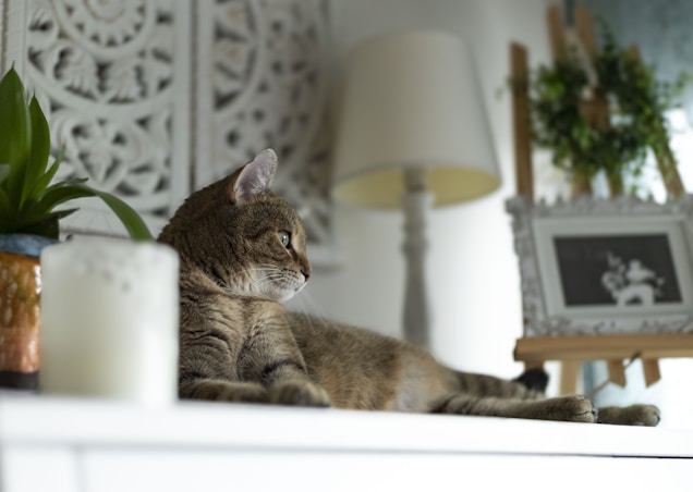 A cat lounges on a white surface in a room with soft, muted tones. Behind the cat, there's a decorative white panel with intricate patterns, a ceramic pot holding a green plant, a lit candle in a glass holder, a lamp with a beige shade, and a framed black and white photo on an easel. The setting is calm and cozy, suggesting a peaceful home environment.